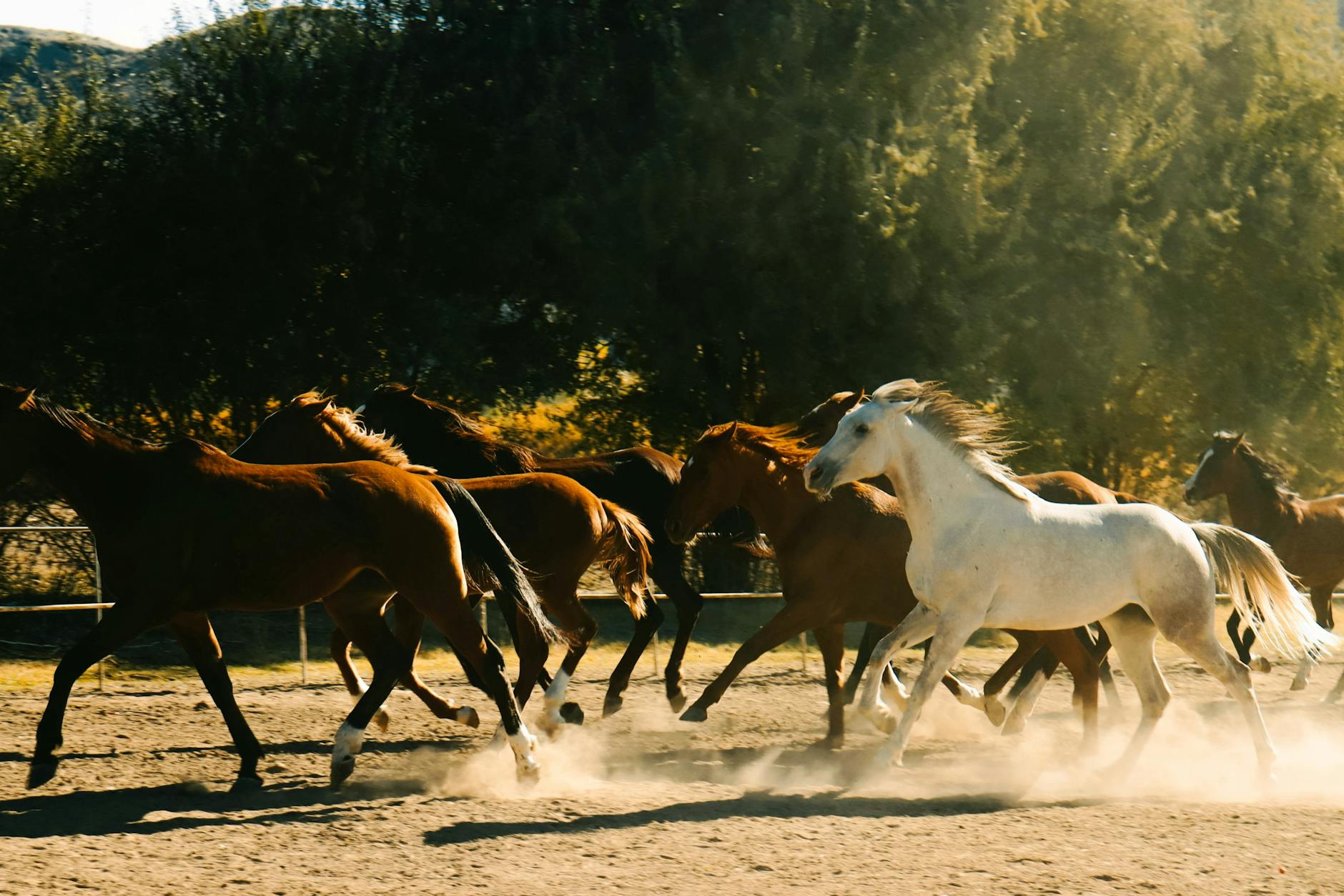 horses running on a paddock